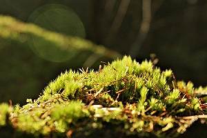 Closeup of green grass. Grasscrete, is a technique use in Green building