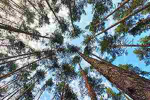 Pine tress. When it comes to lumber, it is important to consider the environmental impact