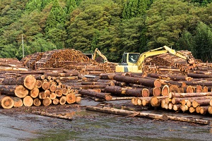 lumber yard with stacked lumber