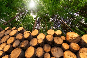 wooden logs with forest on background