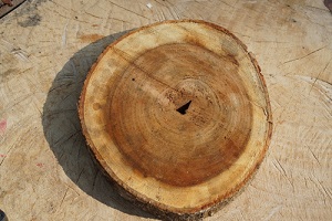 cut of tree and defects in timber