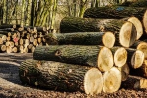 thick lumber logs in forest from Lumber Supplier