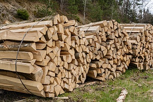 recently cut wood banded ready to be processed
