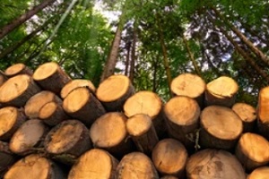 hardwood tree logs