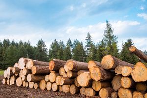 Timber logs in bulk
